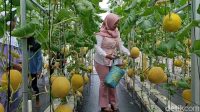 Petualangan_Ngabuburit_Pangandaran_Panen__Rasakan_Manis_Melon_Inthanon