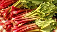 Rhubarb_Rahasia_Kesehatan_Tersembunyi_Guncang_MasterChef_Indonesia_Musim_12