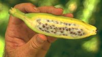 10_Pisang_Langka__Unik_Rasa__Bentuk_yang_Mengejutkan