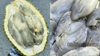 5_Makanan_Bau_Busuk_Ini_Ternyata_Lezat_Durian__Mie_Busuk