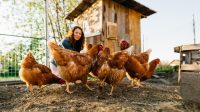 Ayam_Gratis_dari_Pemerintah_Atasi_Limbah_Makanan_Raih_Manfaatnya
