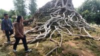 Candi_Lor_Keajaiban_Sejarah_Jawa_Resmi_Jadi_Cagar_Budaya