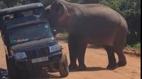 Gajah_Amuk_Wisatawan_Terancam_Momen_Mencekam_di_Jip_Safari