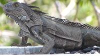 Iguana_Purba_Petualangan_Menakjubkan_8000_Km_Melintasi_Pasifik