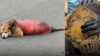Kematian_Tragis_Anjing_Liar_Malaysia_Dianiaya_Kejam_Kulit_Terluka_Parah