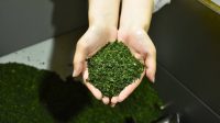 Krisis_Matcha_Jepang_Kelangkaan_Guncang_Pasar_Produsen_Kelimpungan