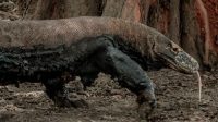 Lebaran_15000_Wisatawan_Ramai-ramai_Jelajahi_Taman_Nasional_Komodo