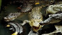 Lelang_100_Ton_Buaya_Hidup_Harga_Menakjubkan_Tanpa_Ongkir