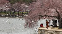 Melihat_Keajaiban_Sakura_Mekar_Penuh_di_Washington_DC_Foto_Spektakuler