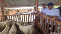 Menteri_Agus_Pantau_Program_Pangan_Nasional_Cek_Domba_Nusakambangan