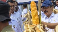 Menteri_Agus_panen_raya_jagung_Sukses_bersama_15_napi_Nusakambangan