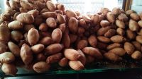 Molen_Mini_Super_Murah_20_Pcs_Cuma_Rp_5000_Dapatkan_Sekarang