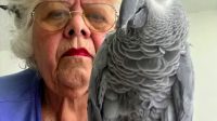Nenek_76_Tahun_Dilarang_Terbang_Burung_Beo_Jadi_Penyebabnya