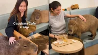 Ngopi_Santai_Main_Bareng_Capybara_Kafe_Unik_Ini_Wajib_Dikunjungi