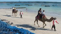 Petualangan_Naik_Unta_Pantai_Bali_Sensasi_Eksotis_yang_Tak_Terlupakan