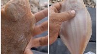 Rahasia_Es_Krim_Legendaris_Kental_Manis__Ikan_Nabi_Musa