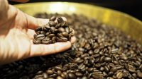 Rahasia_Kopi_Manis_Alami_Tanpa_Gula_Ini_Penjelasannya
