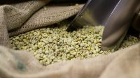 Rahasia_Langsing_Manfaat_Kopi_Hijau_untuk_Diet_Sehat__Aman