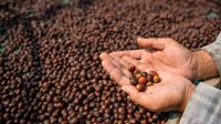 Revolusi_Kopi_7_Manfaat_Kecerdasan_Buatan_untuk_Bisnis_Anda