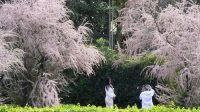 Sakura_Mekar_Memukau_di_EUR_Roma_Keindahan_Jepang_di_Italia
