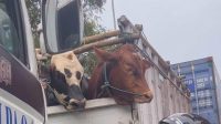 Sapi_Ikut_Tersendat_Macet_Parah_Pelabuhan_Priok_Antrean_Truk_Memanjang