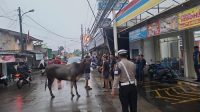 Sapi_Masuk_Minimarket_Depok_Polisi_Buru_Hewan_Lepas_Ini