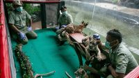 Tiga_Bayi_Harimau_Menggemaskan_Lahir_Lihat_Solo_Safari_Terbaru