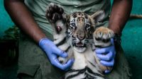 Tiga_Harimau_Benggala_Imut_Sensasi_Baru_di_Solo_Safari