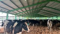 1213 Sapi Perah Bunting Australia Tiba, Tingkatkan Produksi Susu RI 1213 Sapi Perah Bunting Australia Tiba, Tingkatkan Produksi Susu RI