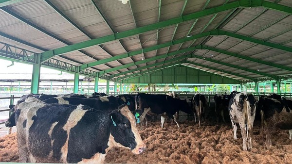 1213 Sapi Perah Bunting Australia Tiba, Tingkatkan Produksi Susu RI