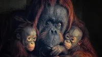 7 Hewan Langka Indonesia: Lindungi Mereka Sebelum Punah