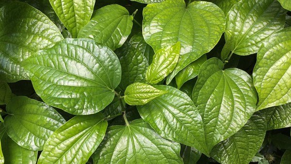 8 Manfaat Ajaib Daun Sirih: Herbal Kaya Khasiat Luar Biasa