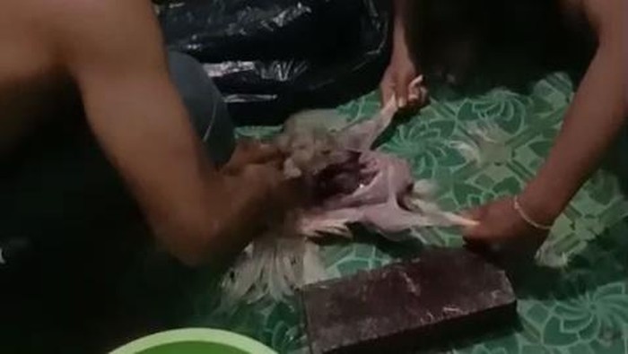 Binaragawan Malang Viral: Ayam Tiren vs Telur, Mana Lebih Baik?