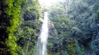 Curug Benowo: Petualangan Air Terjun Tersembunyi, Hutan Asri & Lutung Liar