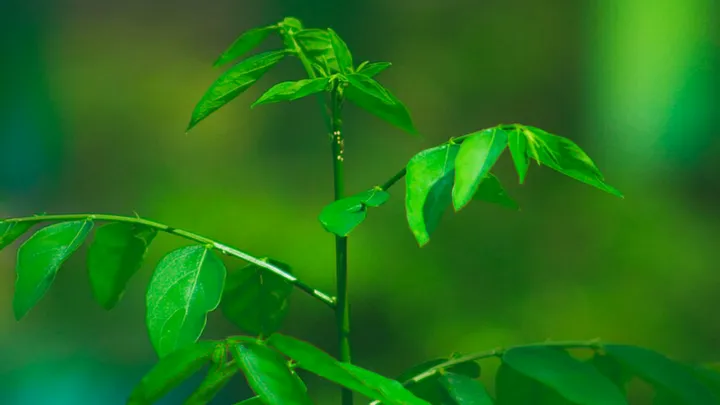 Daun Katuk: 4 Manfaat Ajaib, Atasi Asam Lambung & Peluang Bisnis