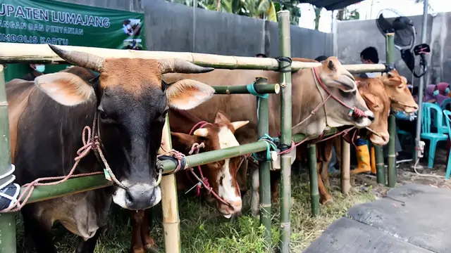 Dharma Jaya Antisipasi Idul Adha: Sapi Impor Australia Jaga Harga Jakarta