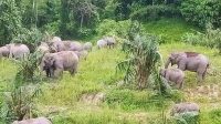 Gajah Yatim Piatu: Tragedi Hilangnya Sang Ibu, Perjuangan Hidup Mati Gajah Yatim Piatu: Tragedi Hilangnya Sang Ibu, Perjuangan Hidup Mati