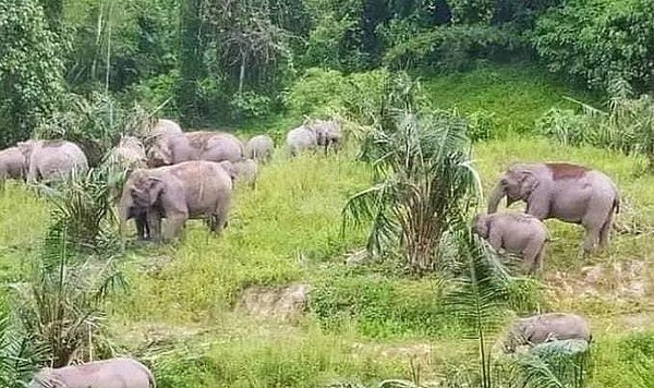 Gajah Yatim Piatu: Tragedi Hilangnya Sang Ibu, Perjuangan Hidup Mati