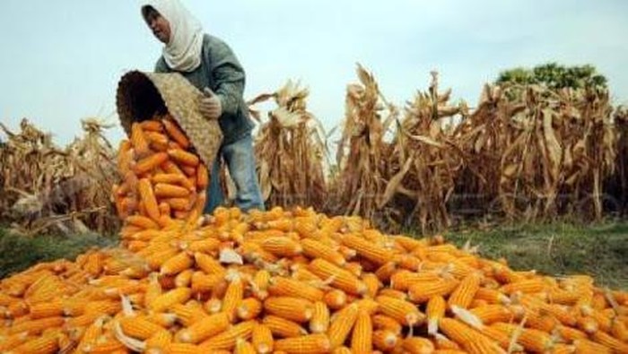 Impor Jagung 3000 Ton? Zulhas Tunda Persetujuan Industri