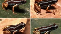 Katak Panah Beracun Mematikan: Spesies Baru Ditemukan di Amazon Katak Panah Beracun Mematikan: Spesies Baru Ditemukan di Amazon