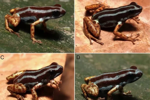 Katak Panah Beracun Mematikan: Spesies Baru Ditemukan di Amazon
