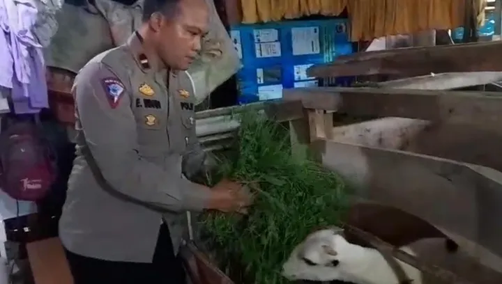 Kisah Inspiratif Kanit Gakkum: Kambing, Harapan, dan Pengabdian Polres Majalengka