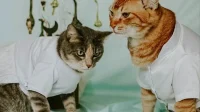 Kisah Sukses: Anak Muda Garut Jual Pakaian Kucing via Shopee