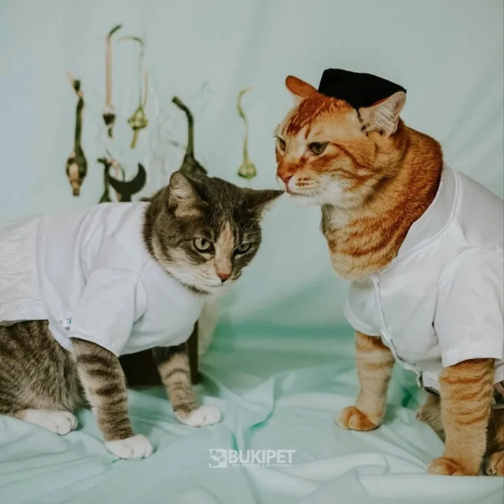 Kisah Sukses: Anak Muda Garut Jual Pakaian Kucing via Shopee