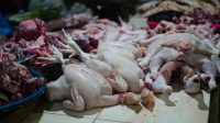Konsumsi Ayam Picu Kanker? Fakta, Riset, dan Pencegahannya