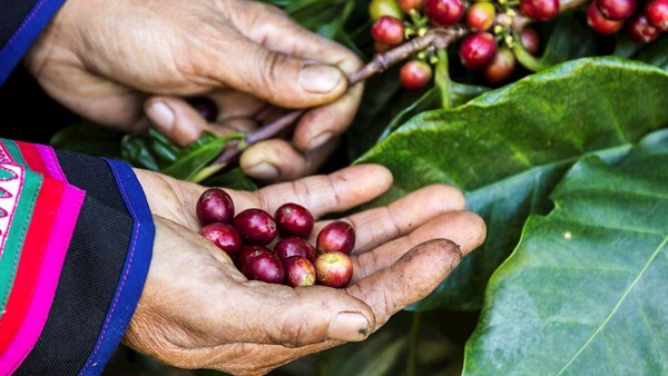 Kopi Ciwidey: Rasa Unik, Harga Mahal, Patut Dicoba?