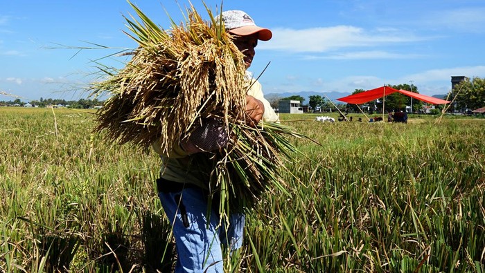 Produksi Beras Juni: Surplus 18,76 Juta Ton, Cukupkah?