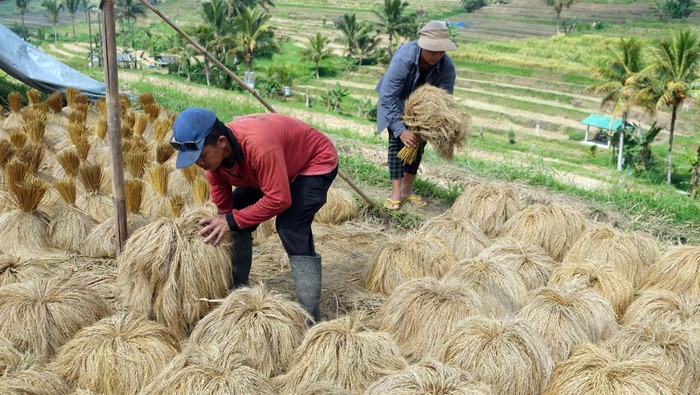 Produksi Beras Nasional Tembus 34 Juta Ton: Rekor Baru?