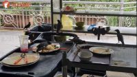 Pujasera Mengerikan: Burung Gerogoti Makanan Sisa, Bikin Mual!