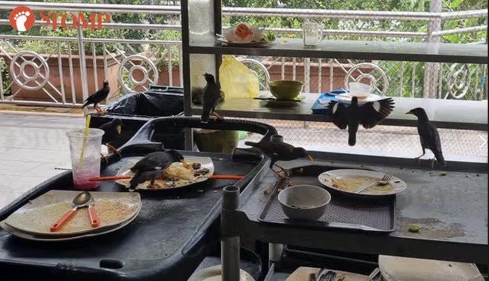 Pujasera Mengerikan: Burung Gerogoti Makanan Sisa, Bikin Mual!
